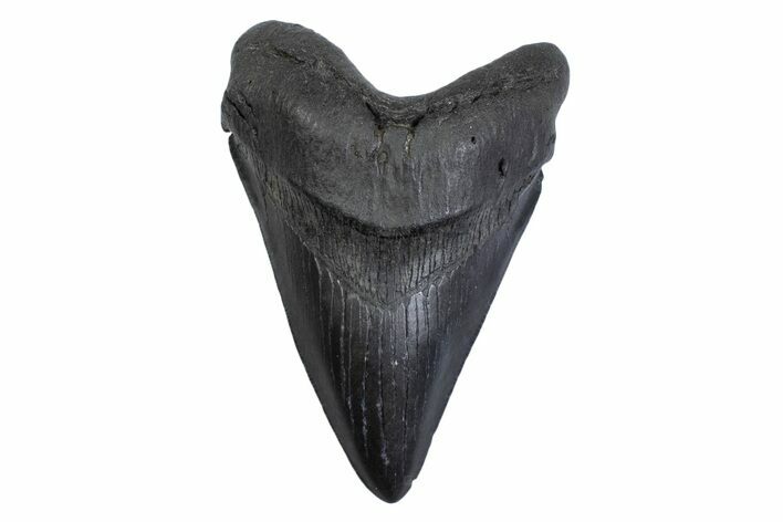 Fossil Megalodon Tooth - South Carolina #371821